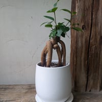 ガジュマル