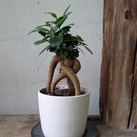 ガジュマル