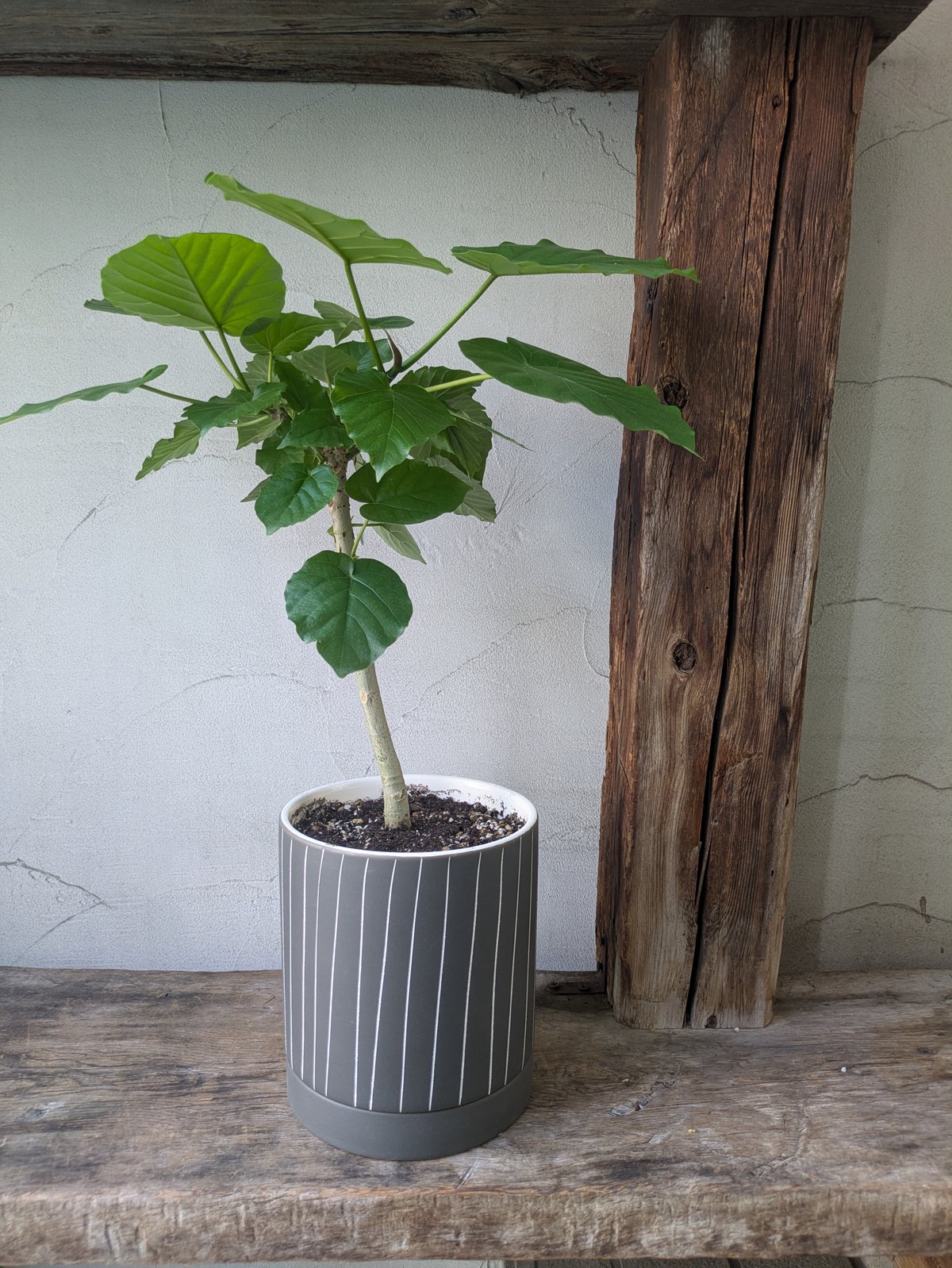 元気いっぱい大きくなっています。 観葉植物 ウンベラータ？素敵な焼物のグレーの鉢 ウンベラータ 育てやすいインテリアグリーン | in Style