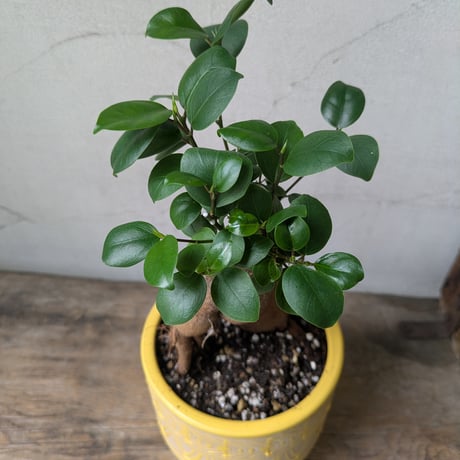 ガジュマル
