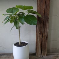 ウンベラータ　癒しをくれる観葉植物