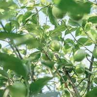 10月12日（月）14時30分開始　グリーンレモン喫茶予約チケット