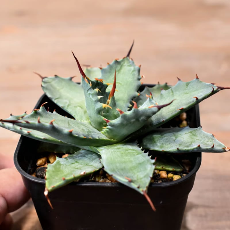 Agave Hybrid“魅子”(特白肌怒雷神×血妖) アガベ ハイブリット 