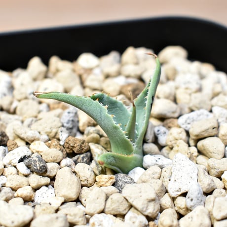 【百鬼夜行 その二】アガベ 特白肌×妖炎 "魍魎"【台湾botanical_seeker産】C
