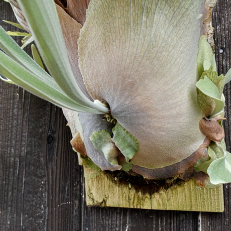 ビカクシダ ベイチー (ARS-I) / Platycerium veitchii 'ARS-I' コウモリラン プラティケリウム【comolebi plants】RFCM-W0015