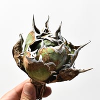 アガベ チタノタ “精品白鯨” 【台湾 dragon agave産/抜き苗/中株】RF25012186