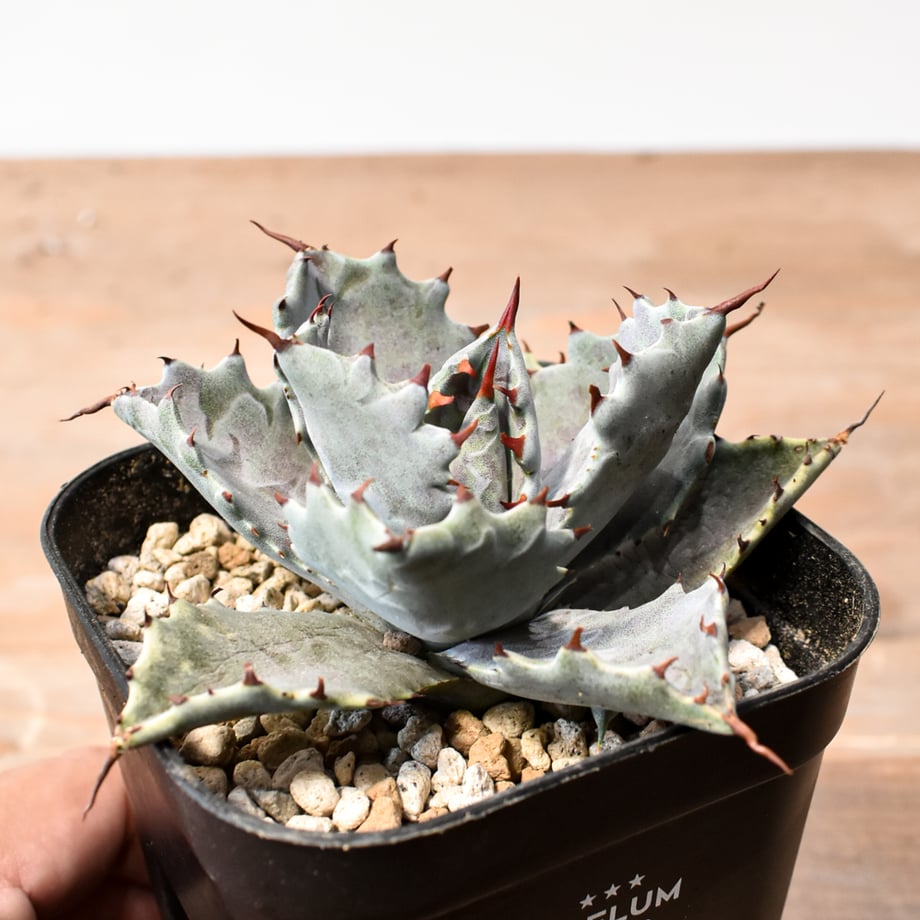 6a57bdcb75fe89c3208f5ded