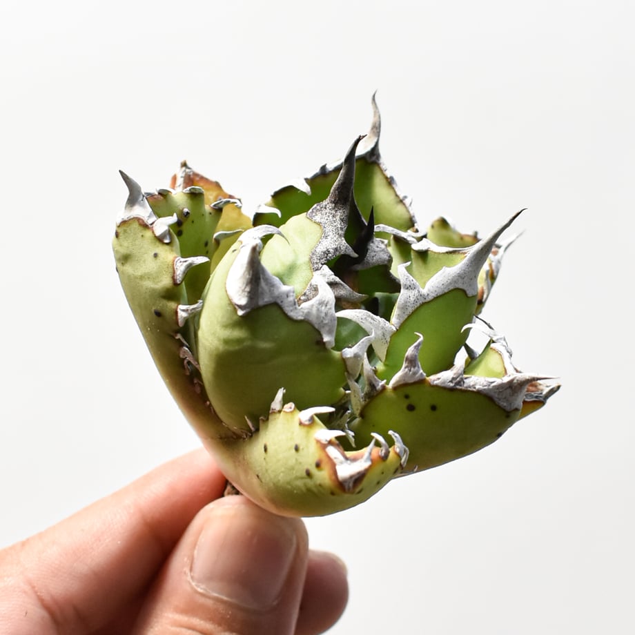 6a97565fc6500812d2ae817f
