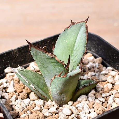 アガベ チタノタ "九歯釘耙" 【台湾huplants2010産/子株販売/実生選抜個体】RF25012248