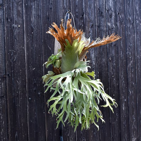 ビカクシダ ウィリンキー 月光爪哇(ゲッコウジャワ) / Platycerium willinckii   コウモリラン プラティケリウム【comolebi plants】RFCM-W0007