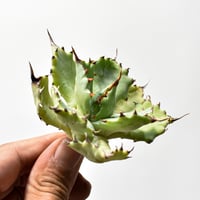 アガベ ハイブリット 特白肌怒雷神【台湾huplants2010産/中株販売】RF25012253