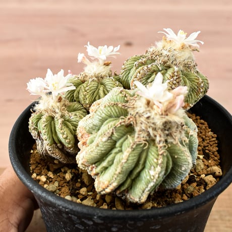 アズテキウム 花籠 RFHK-668