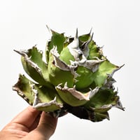 アガベ チタノタ 精品ホワイトファイヤー / 精品白炎, 精品白火焔 【台湾 dragon agave産/抜き苗/中株】RF25012223