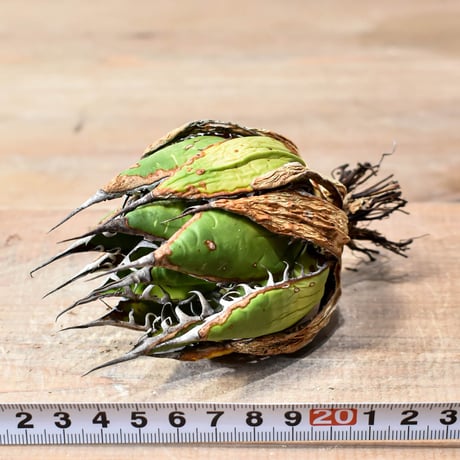アガベ 精品ホリダ "精品狂刺霍利達"【台湾 dragon agave産/中株/抜き苗】H