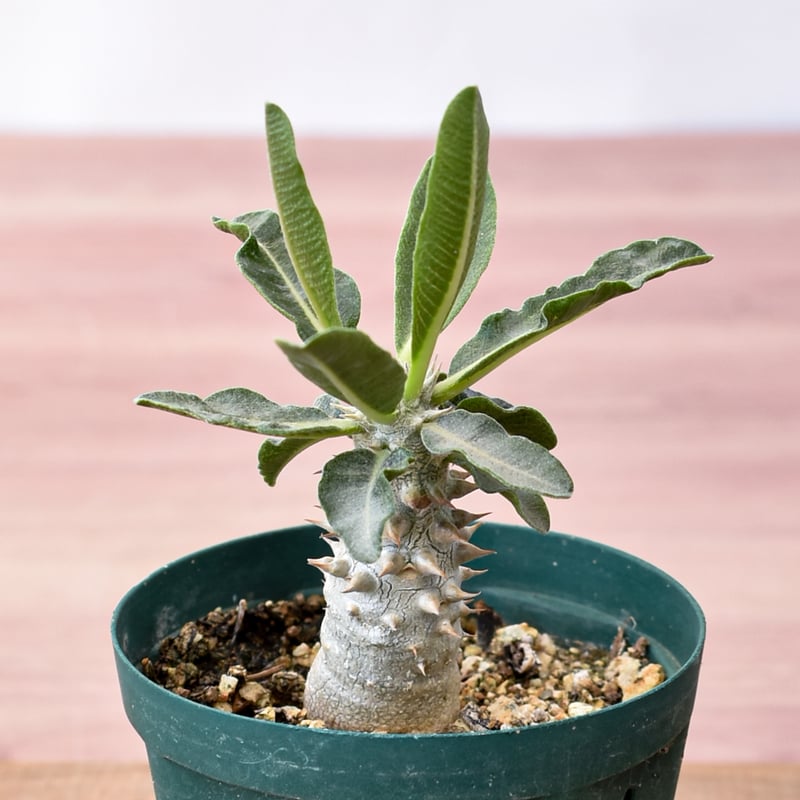 Pachypodium cv.Tackyi パキポディウム タッキー 純血実生 Pachypodium cv.Tackyi パキポディウム タッキー 純血実生 【親株