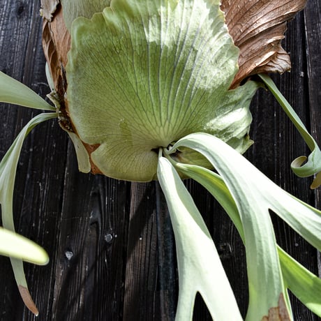 ビカクシダ ウィリンキー / Platycerium willinckii　コウモリラン プラティケリウム 【comolebi plants】RFCM-W0005