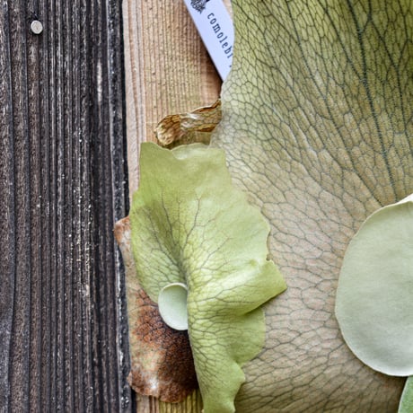 ビカクシダ ウィリンキー クイーン スワンガン スポアリング  / Platycerium willinckii Queen【comolebi plants】RFCM-W0024