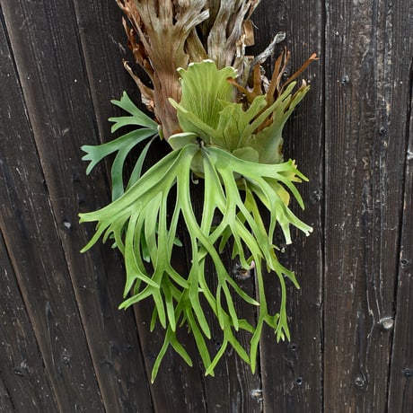 ビカクシダ ウィリンキー クイーン スワンガン  / Platycerium willinckii Queen Sawangan 【comolebi plants】RFCM-W0016