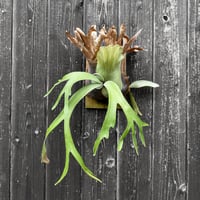 ビカクシダ ウィリンキー クイーン スワンガン スポアリング  / Platycerium willinckii Queen【comolebi plants】RFCM-W0023