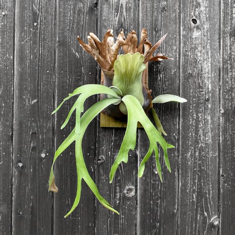 ビカクシダ ウィリンキー クイーン スワンガン スポアリング  / Platycerium willinckii Queen【comolebi plants】RFCM-W0023