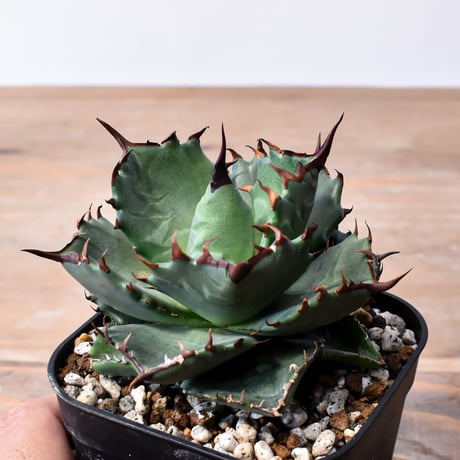 アガベ ハイブリット "甲妖 x 蟹"【台湾botanical_seeker産】RF25012100
