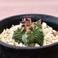 アズテキウム 紅籠【カキ仔】RFHK-990