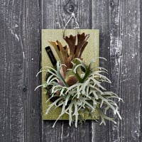 ビカクシダ ウィリンキー ミルクパスタ  / Platycerium willinckii　コウモリラン プラティケリウム【comolebi plants】 RFCM-W0030