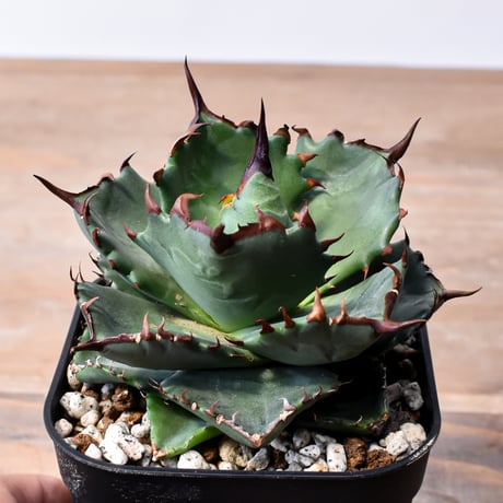 アガベ ハイブリット "甲妖 x 蟹"【台湾botanical_seeker産】RF25012100
