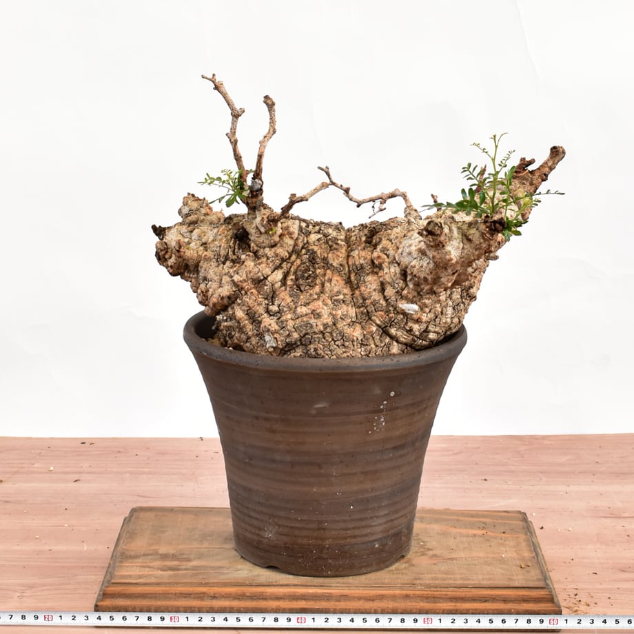 6a84e8cb545dc7791737bf64