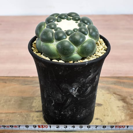 コリファンタ 刺無象牙丸 【カキ仔】RFHK-1281