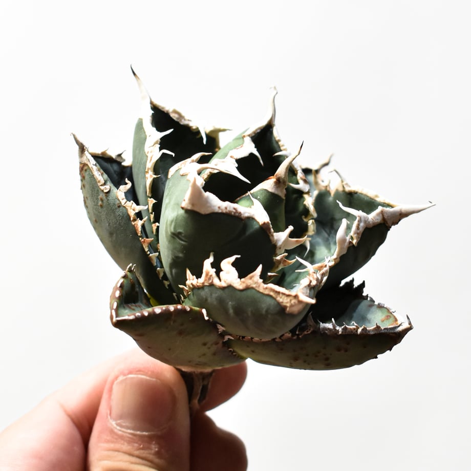 6ab292403e7a47b15ced3f2e