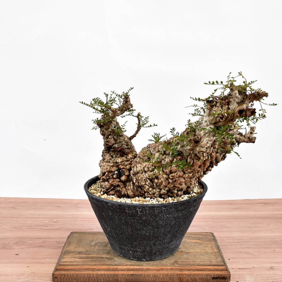 6a65d2cbd90e5442d3b183b7