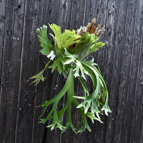 ビカクシダ ウィリンキー ウスー  / Platycerium willinckii ussu プラティケリウム コウモリラン【comolebi plants】RFCM-W0011