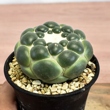 コリファンタ 刺無象牙丸 【カキ仔】RFHK-1280