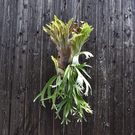 ビカクシダ ウィリンキー  / Platycerium willinckii　コウモリラン プラティケリウム【comolebi plants】RFCM-W0009