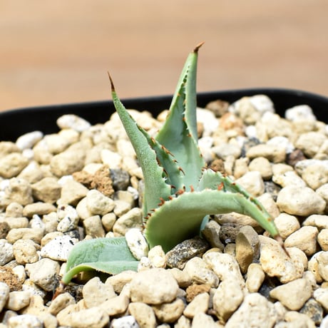【百鬼夜行 その二】アガベ 特白肌×妖炎 "魍魎"【台湾botanical_seeker産】B