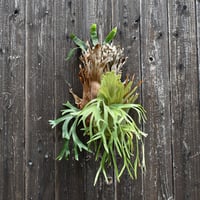 ビカクシダ ウィリンキー クイーン スワンガン  / Platycerium willinckii Queen Sawangan 【comolebi plants】RFCM-W0016