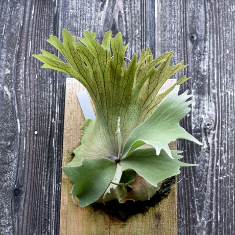 ビカクシダ ハウス ワイルド 2 / Platycerium house wild 2 コウモリラン プラティケリウム【comolebi plants】RFCM-W0028