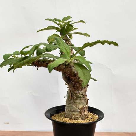セサモタムナス ブッセアヌス  RFHK-1287