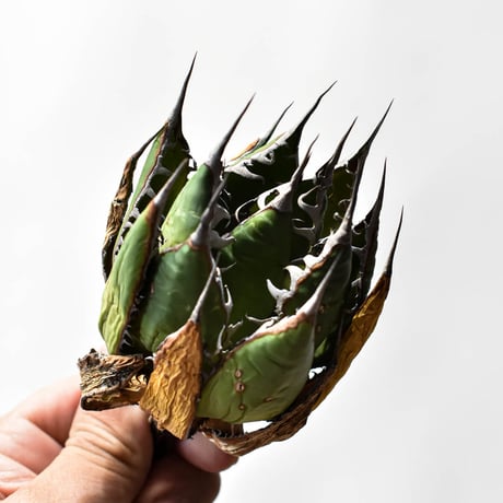 アガベ 精品ホリダ "精品狂刺霍利達"【台湾 dragon agave産/中株/抜き苗】I
