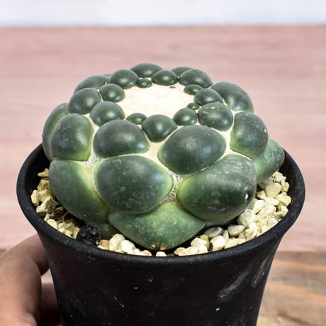 コリファンタ 刺無象牙丸 【カキ仔】RFHK-1282