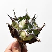 アガベ チタノタ "精品ハデス" / 精品黒帝斯、精品恐竜牙歯 【台湾 dragon agave産/中株/抜き苗】RF25012175