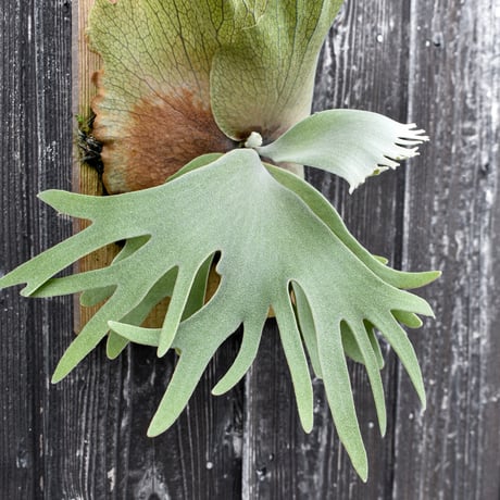 ビカクシダ ハウス ワイルド 2 / Platycerium house wild 2 コウモリラン プラティケリウム【comolebi plants】RFCM-W0027