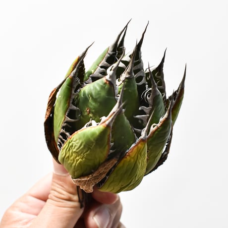 アガベ 精品ホリダ "精品狂刺霍利達"【台湾 dragon agave産/中株/抜き苗】B