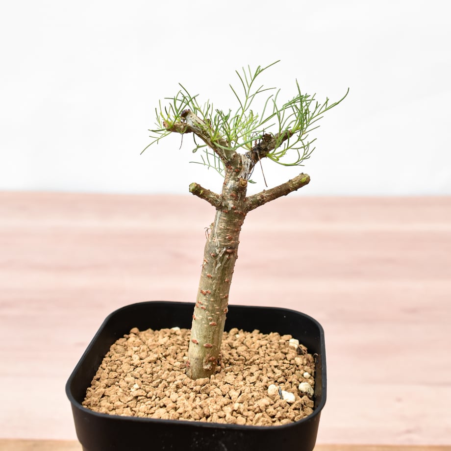 6a922fa786db8121d01b0e93