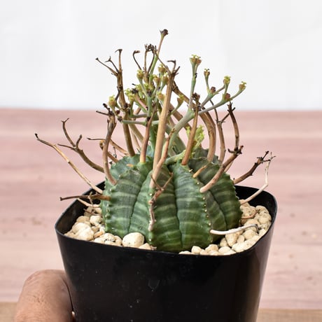 ユーフォルビア 強刺バリダ  RFHK-1059