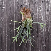 ビカクシダ オナガドリ  / Platycerium Onagadori コウモリラン プラティケリウム【comolebi plants】RFCM-W0021
