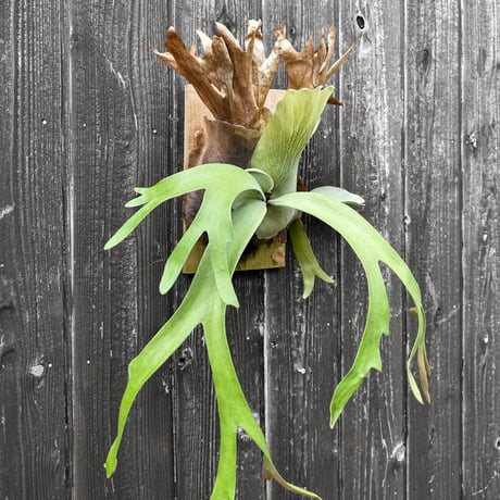 ビカクシダ ウィリンキー クイーン スワンガン スポアリング  / Platycerium willinckii Queen【comolebi plants】RFCM-W0023