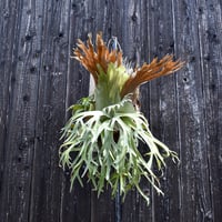 ビカクシダ ウィリンキー 月光爪哇(ゲッコウジャワ) / Platycerium willinckii   コウモリラン プラティケリウム【comolebi plants】RFCM-W0007