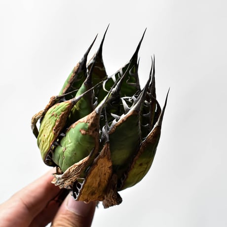 アガベ 精品ホリダ "精品狂刺霍利達"【台湾 dragon agave産/中株/抜き苗】H